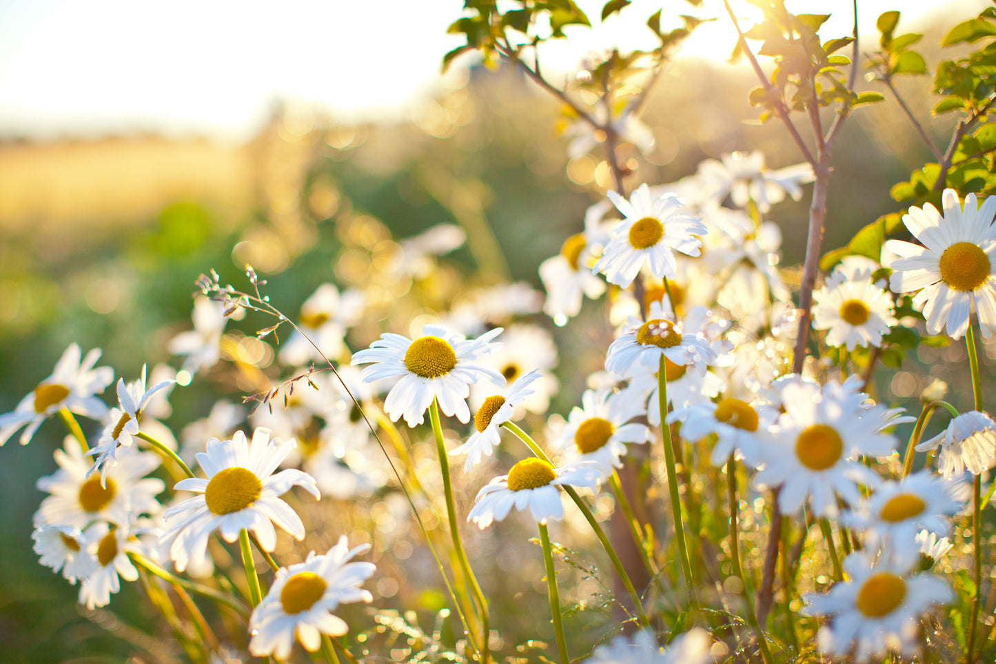 Closeup of Beautiful White Daisy Flowers Wall Mural