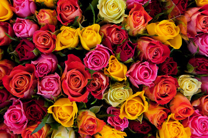 Colorful Roses Wall Mural