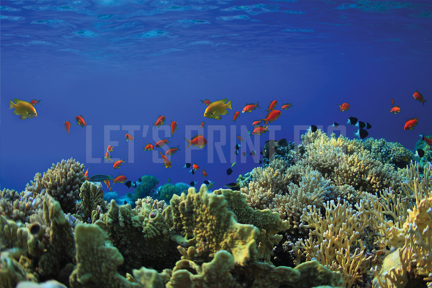 Coral Reef A Wall Mural