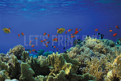 Coral Reef A Wall Mural