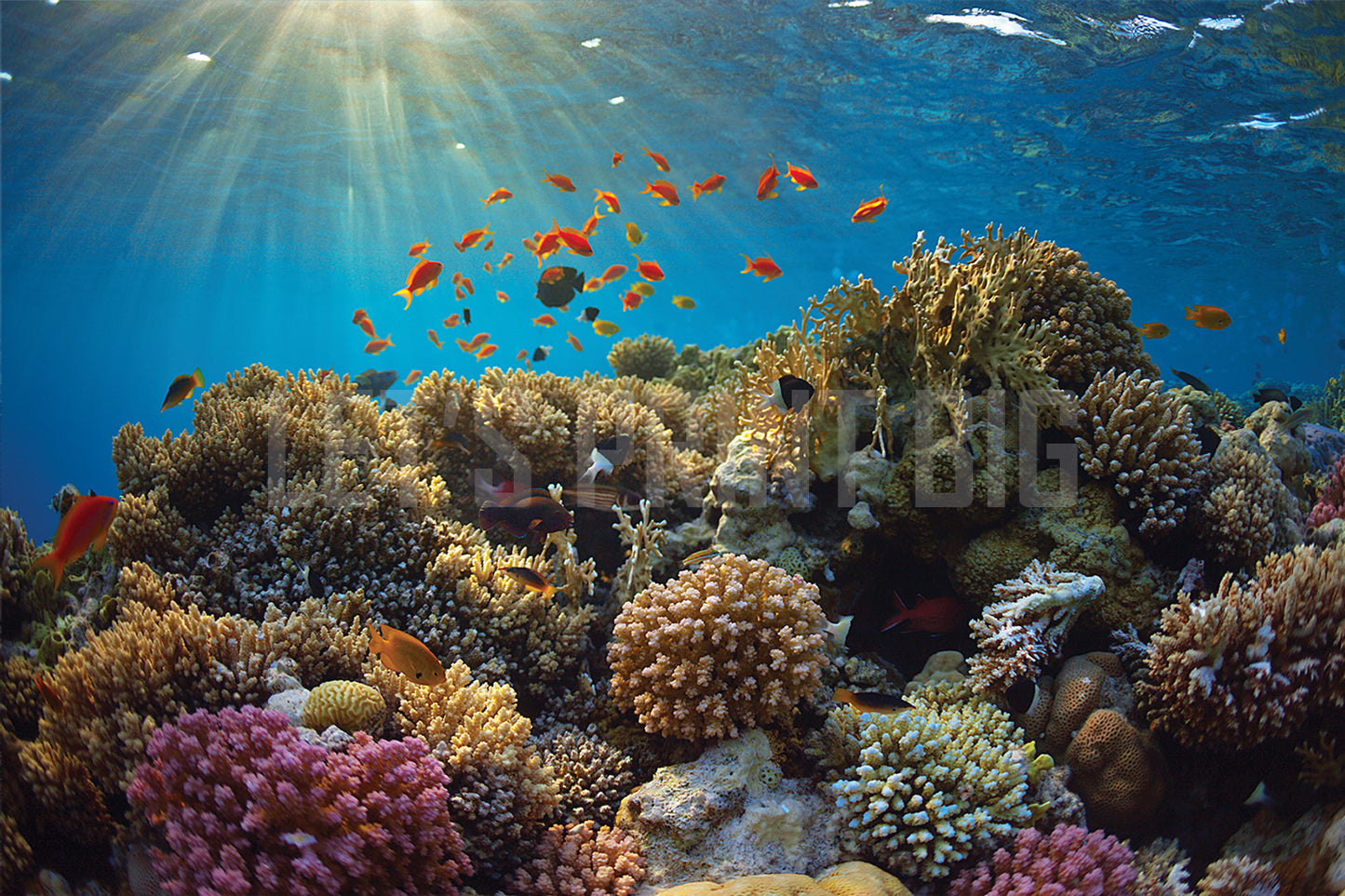Coral Reef B Wall Mural