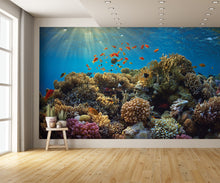 Coral Reef B Wall Mural