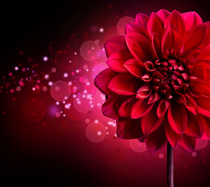 Dahlia Flower Wall Mural