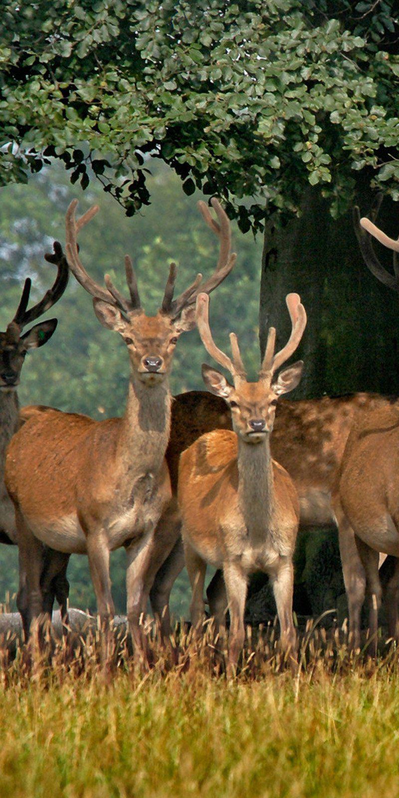 in Trees Cornhole Corn Board Hole Wraps Decal Skins