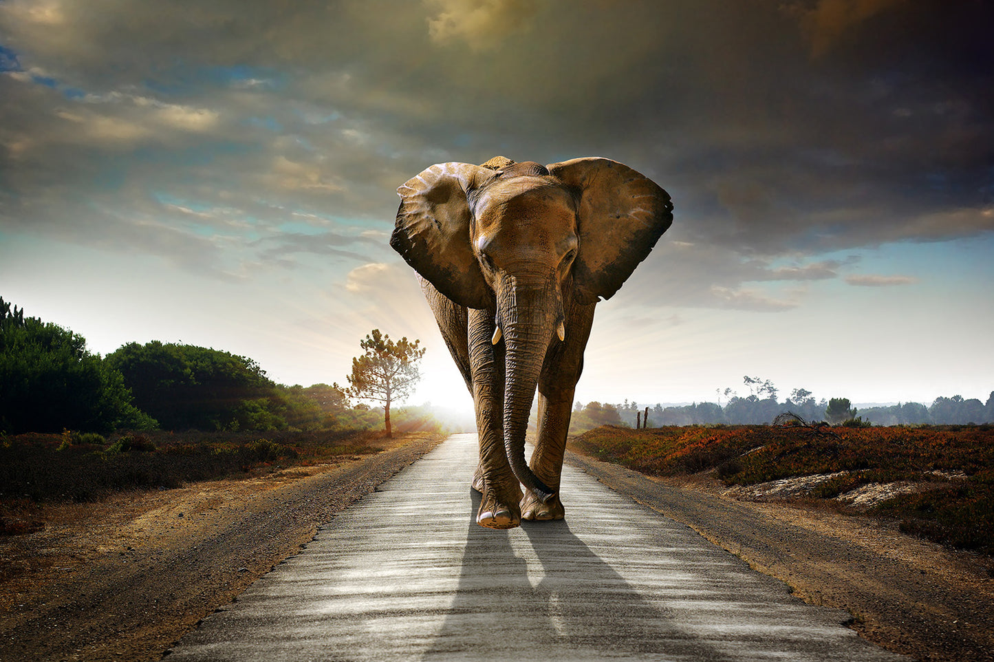 Elephant Walking Down the Road Wall Mural