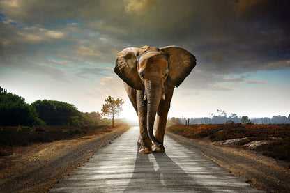 Elephant Walking Down the Road Wall Mural