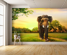 Elephant Walking at Sunset Wall Mural