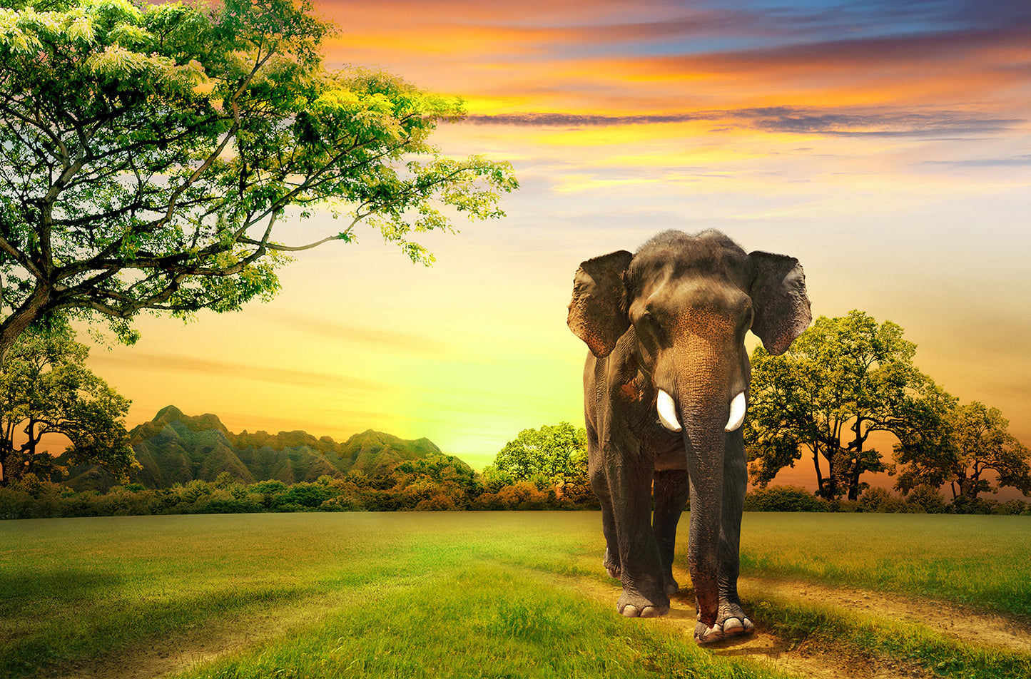 Elephant Walking at Sunset Wall Mural