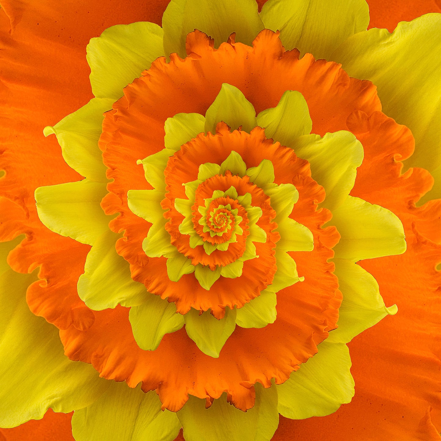Flower Spiral Orange Yellow Wall Mural