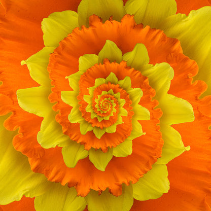 Flower Spiral Orange Yellow Wall Mural
