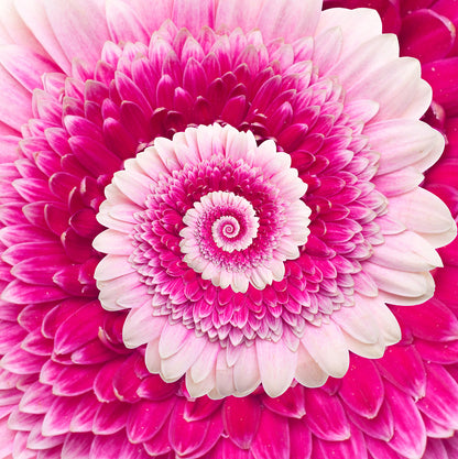 Gerber Flower Infinity Spiral Wall Mural