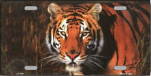 Tiger Stare License Plate Car Tag