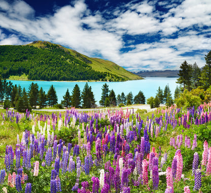 Lake Tekapo, New Zealand Wall Mural