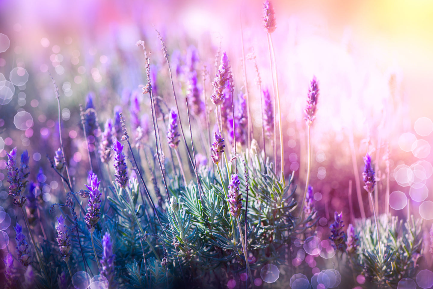 Lavender Wall Mural