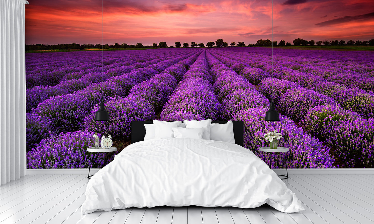 Lavender Field at Sunset Wall Mural