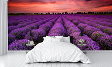 Lavender Field at Sunset Wall Mural