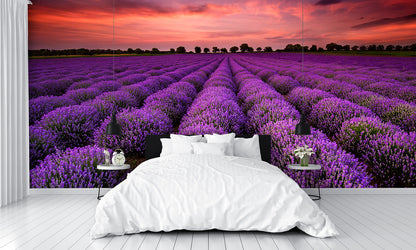 Lavender Field at Sunset Wall Mural
