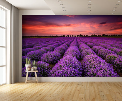Lavender Field at Sunset Wall Mural