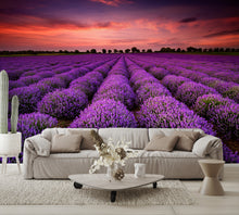Lavender Field at Sunset Wall Mural