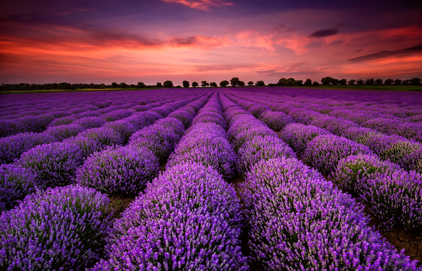 Lavender Field at Sunset Wall Mural