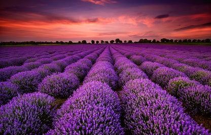 Lavender Field at Sunset Wall Mural