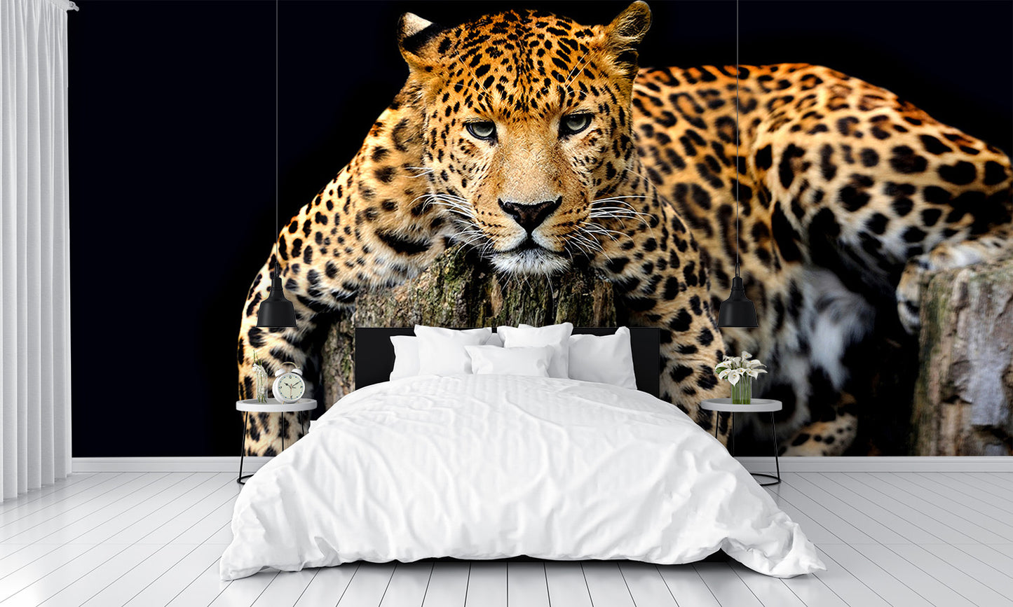 Leopard Isolated Wall Mural