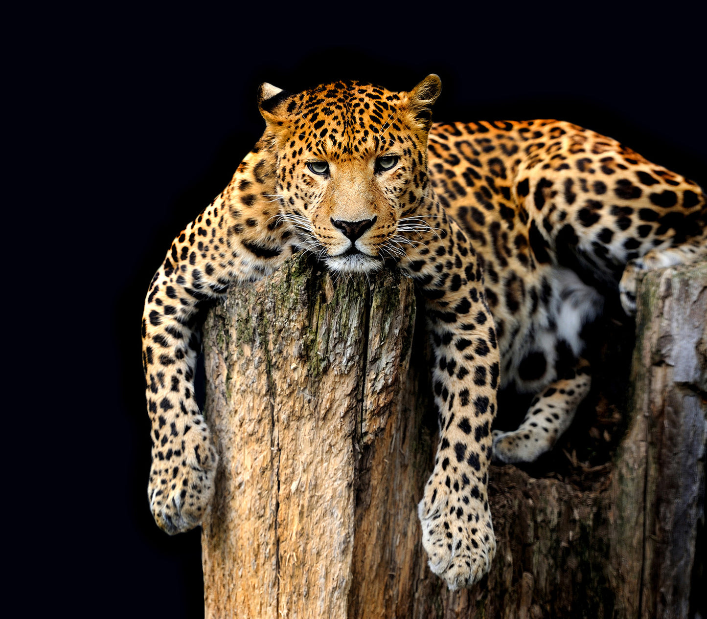 Leopard Isolated Wall Mural