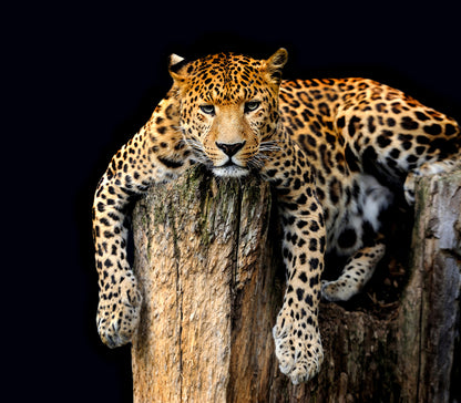 Leopard Isolated Wall Mural