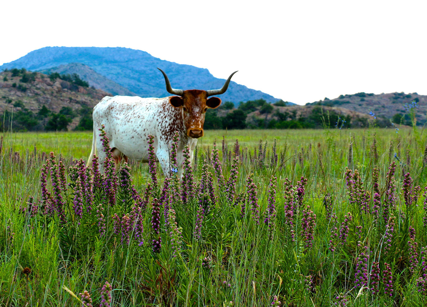 Longhorn in the Wildflowers Wall Mural
