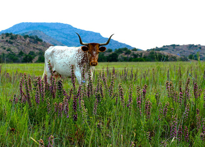 Longhorn in the Wildflowers Wall Mural