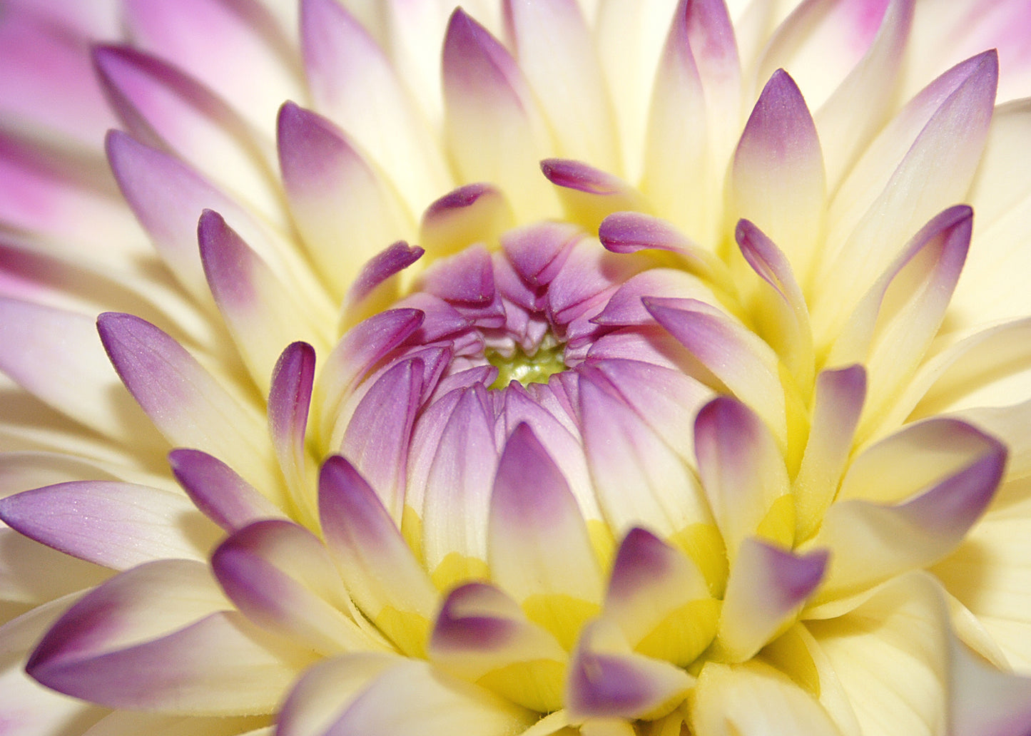 Macro Pink Flower Wall Mural