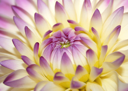 Macro Pink Flower Wall Mural
