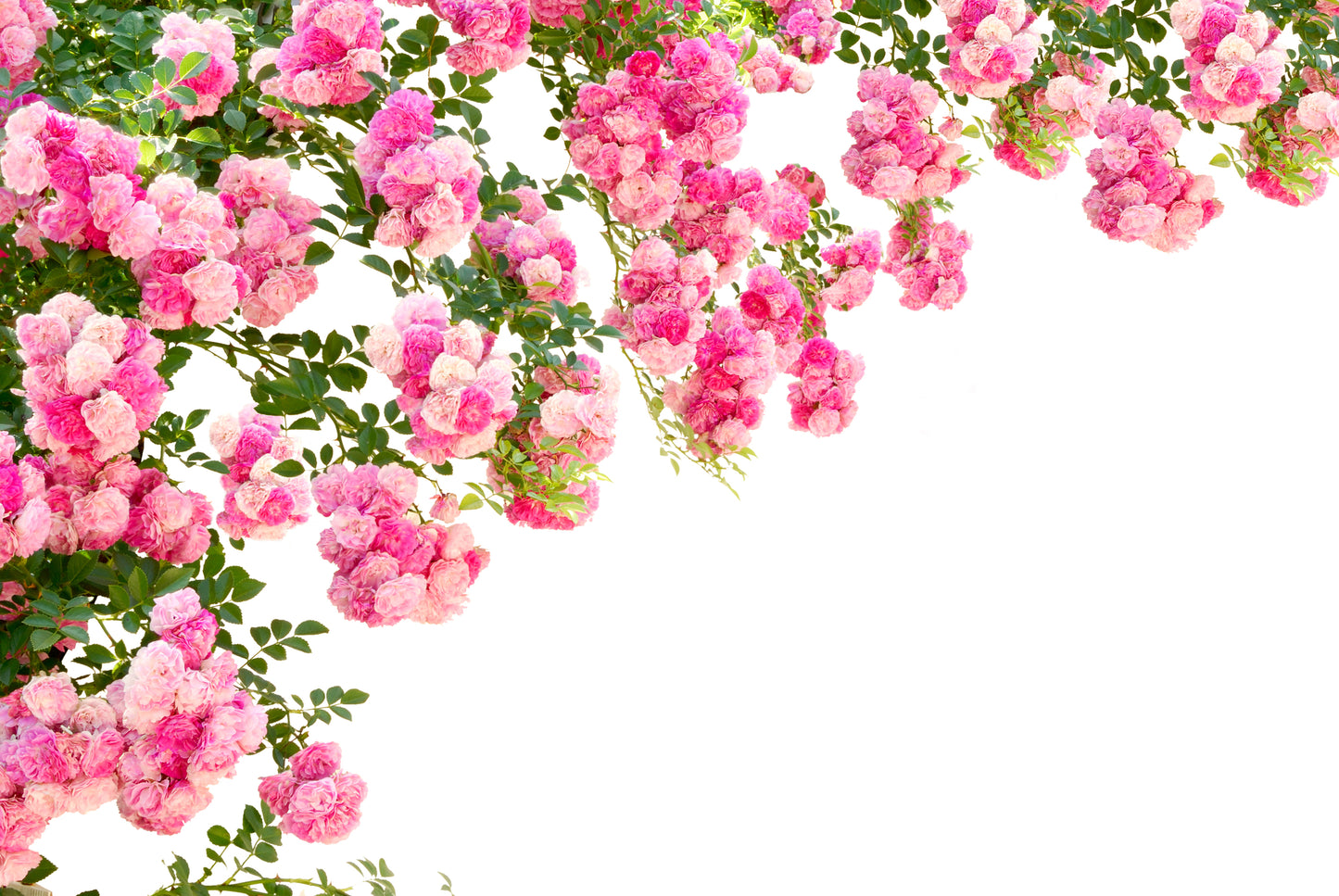 Rose Flowers Isolated Wall Mural