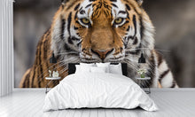 Siberian Tiger Close Up Wall Mural
