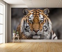 Siberian Tiger Close Up Wall Mural