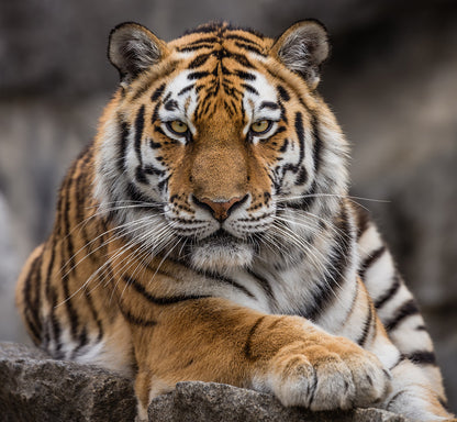 Siberian Tiger Close Up Wall Mural