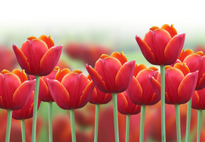Spring Tulip Flower Wall Mural