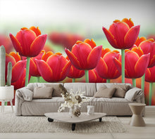 Spring Tulip Flower Wall Mural