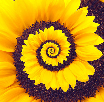 Sunflower Spiral Abstract Infinity Wall Mural