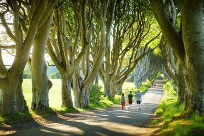 The Dark Hedges in Nothern Ireland Wall Mural