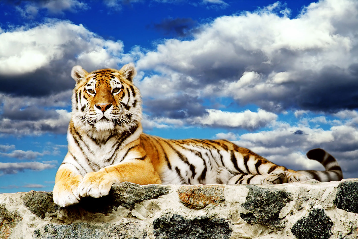 Tiger Blue Sky Clouds Wall Mural