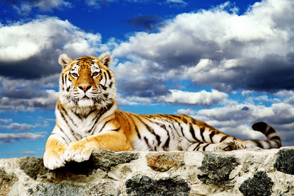 Tiger Blue Sky Clouds Wall Mural