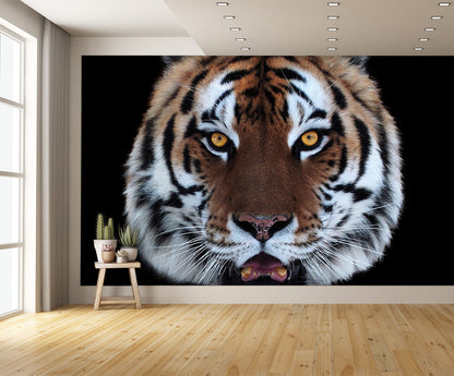 Tiger Face Open Mouth Wall Mural