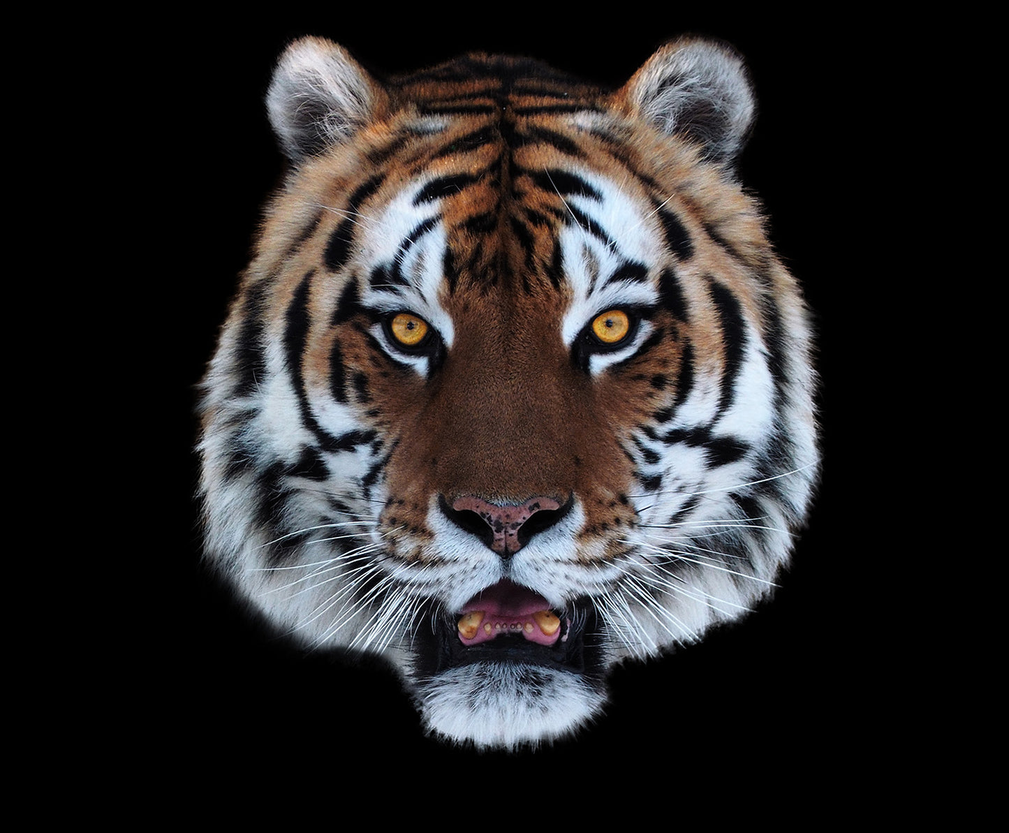 Tiger Face Open Mouth Wall Mural