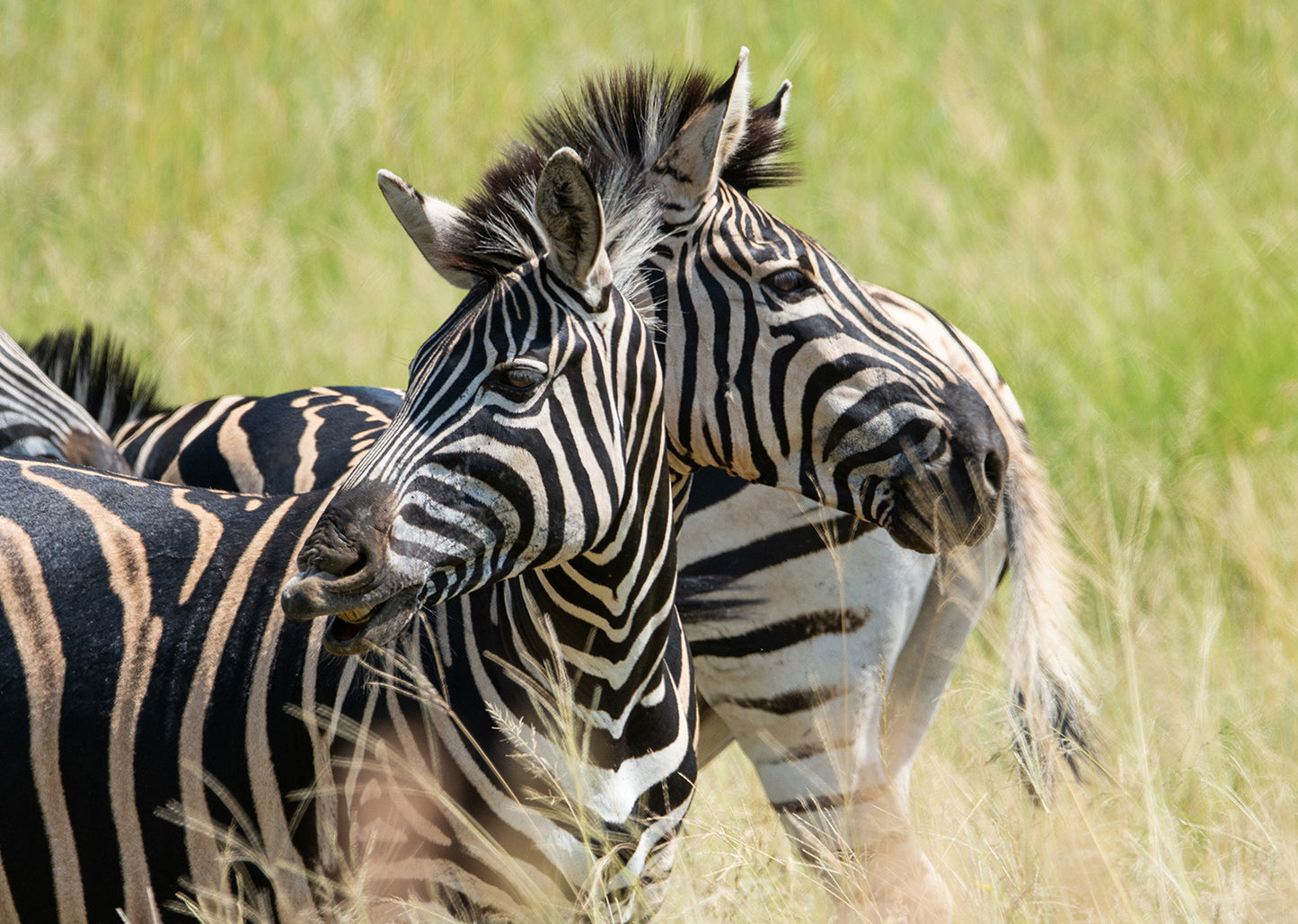 Two Headed Zebra Wall Mural