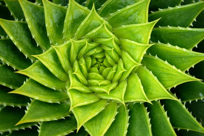 Vivid Green Spiral Aloe Plant Wall Mural