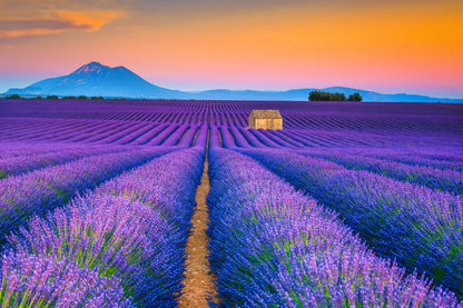 Wonderful Summer Landscape with Lavender Fields Wall Mural