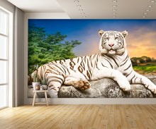 Young White Tiger Wall Mural