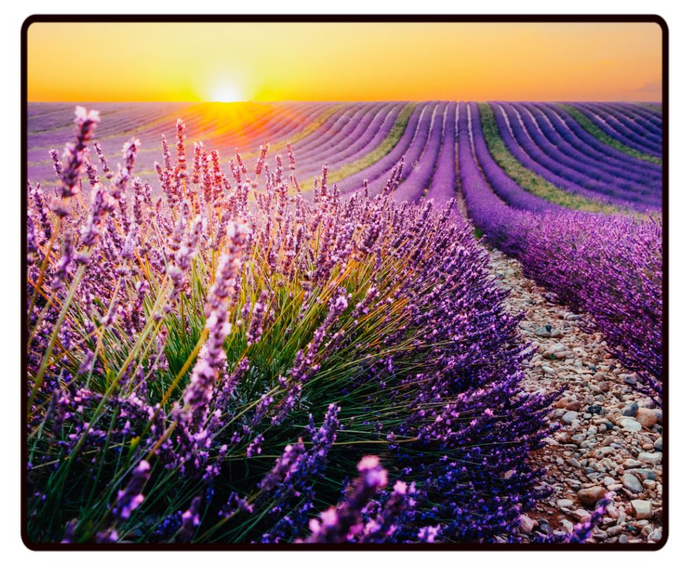 Lavender Field Sunset Desk Mat