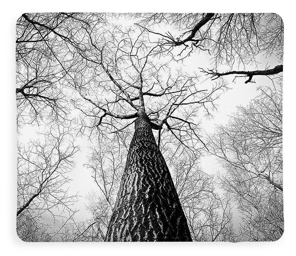 Bark - Blanket